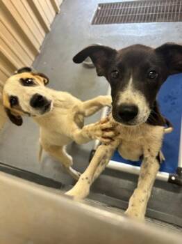 Cupcake -  Mixed Breed Dog for Adoption in Beatrice, Nebraska - Cupcake | PetCurious