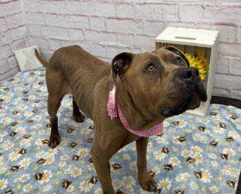 Cookie -  Mixed Breed Dog for Adoption in Detroit, Michigan - Cookie | PetCurious