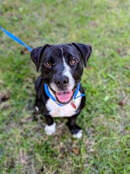 Rescue Labrador Retriever Dogs for Adoption in Mustang, Oklahoma - Flower | PetCurious