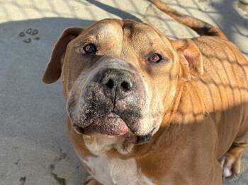 Rescue Pit Bull Terrier Dogs for Adoption in Tulsa, Oklahoma - THRILLER | PetCurious