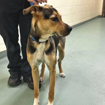 Mixed Breed Dogs Available for Adoption - Drako | PetCurious