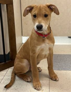 Rescue German Shepherd Dog and Mixed Breed Dogs for Adoption in Brewster, Massachusetts - LANDON | PetCurious