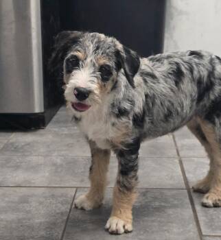 Lavender -  Giant Schnauzer and Australian Cattle Dog Blue Heeler Dog for Adoption in Longview, Texas - Lavender | PetCurious