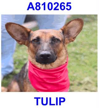 Tulip -  German Shepherd Dog Dog for Adoption in Boston, Massachusetts - Tulip | PetCurious