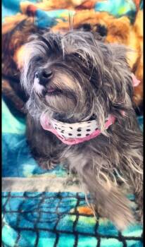 FOSTER ME - Shaye -  Shih Tzu Dog for Adoption in Grafton, Wisconsin - FOSTER ME - Shaye | PetCurious