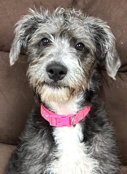Poodle Dogs Available for Adoption in Neillsville, Wisconsin - Honey | PetCurious