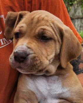 Skipetta -  Mixed Breed and Terrier Dog for Adoption in St. Augustine, Florida - Skipetta | PetCurious
