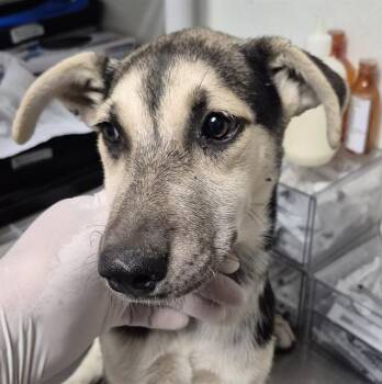 Kitana - WAITING FOR HER FOREVER HOME -  Shepherd Dog for Adoption in Thousand Oaks, California - Kitana - WAITING FOR HER FOREVER HOME | PetCurious
