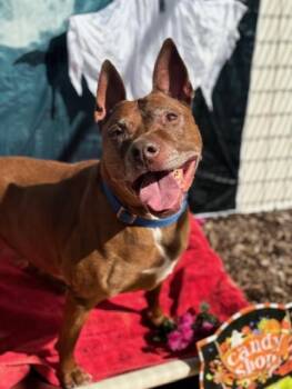 Ernie -  Pit Bull Terrier Dog for Adoption in Teterboro, New Jersey - Ernie | PetCurious