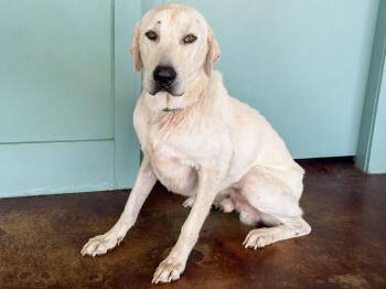 Rescue Great Pyrenees Dogs for Adoption in San Antonio, Texas - Archie | PetCurious