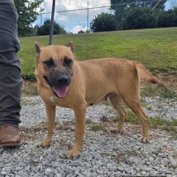 Halsey -  Mountain Cur and Mixed Breed Dog for Adoption in West Point, Mississippi - Halsey | PetCurious