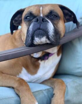 Virtue - ABR Return -  Boxer Dog for Adoption in Hewitt, Texas - Virtue - ABR Return | PetCurious