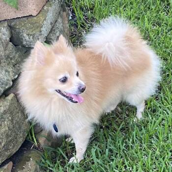 Remu -  Pomeranian Dog for Adoption in Garland, Texas - Remu | PetCurious