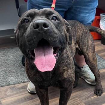 Mixed Breed Dogs Available for Adoption in Jeffersonville, Indiana - Bo | PetCurious