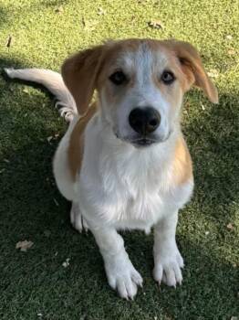 Sasha -  Anatolian Shepherd Dog for Adoption in Red Bluff, California - Sasha | PetCurious