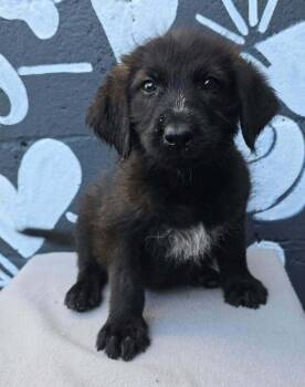 Buffalo (B Squad) -  Labradoodle Dog for Adoption in Brewster, New York - Buffalo (B Squad) | PetCurious