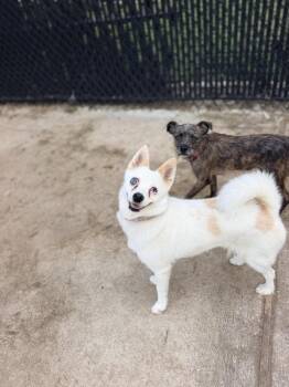 Icy -  Pomeranian and Husky Dog for Adoption in Richmond, Texas - Icy | PetCurious