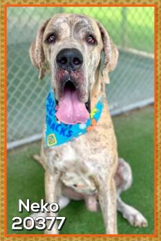 NEKO -  Great Dane Dog for Adoption in Marietta, Georgia - NEKO | PetCurious