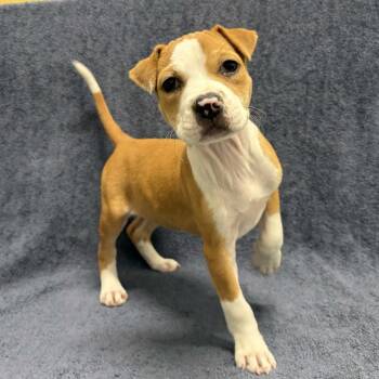 Sandy -  Pit Bull Terrier Dog for Adoption in Beaumont, Texas - Sandy | PetCurious