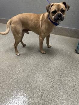 DANTE -  Pit Bull Terrier Dog for Adoption in Las Vegas, Nevada - DANTE | PetCurious