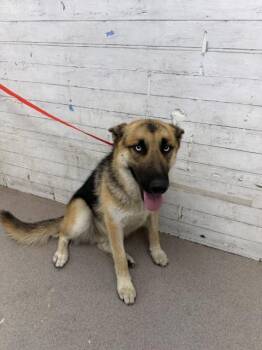 JOSHUA -  German Shepherd Dog and Siberian Husky Dog for Adoption in San Bernardino, California - JOSHUA | PetCurious