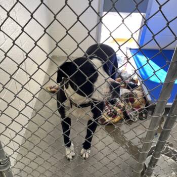 Summer -  Pit Bull Terrier Dog for Adoption in Buellton, California - Summer | PetCurious