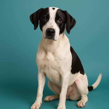 Rescue Mixed Breed Dogs for Adoption in Perryville, Arkansas - Oakley Kay | PetCurious