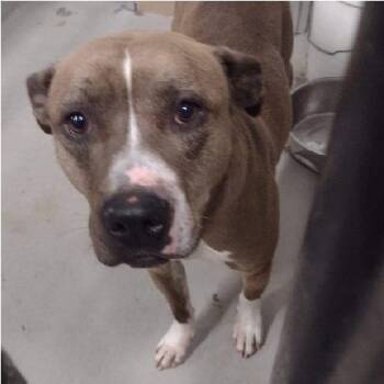 Mila -  Pit Bull Terrier Dog for Adoption in Philippi, West Virginia - Mila | PetCurious