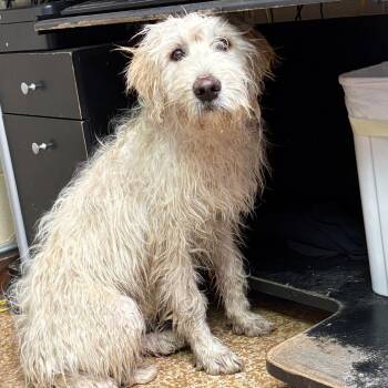 Standard Poodle and Great Pyrenees Dogs Available for Adoption in Chehalis, Washington - Comet | PetCurious