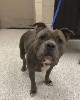Pit Bull Terrier and Mixed Breed Dogs Available for Adoption in Conroe, Texas - A428466 | PetCurious