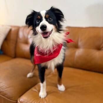 Taz Tazzy Bear Belly Rub Collector -  Shepherd and Australian Shepherd Dog for Adoption in Friendswood, Texas - Taz Tazzy Bear Belly Rub Collector | PetCurious