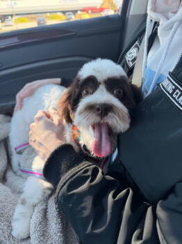 Rescue Havanese Dogs for Adoption in Fort Wayne, Indiana - Annie | PetCurious