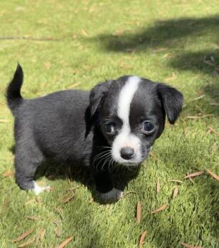 Chihuahua Dogs Available for Adoption in Penryn, California - Ranger | PetCurious