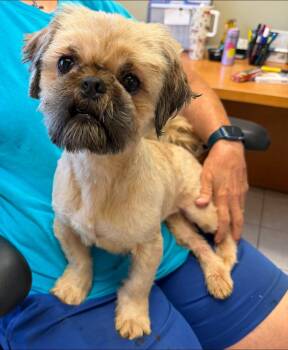 Johnny -  Shih Tzu Dog for Adoption in Chesapeake City, Maryland - Johnny | PetCurious