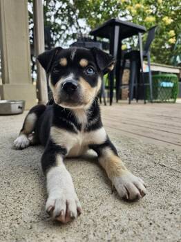 Andes -  Mixed Breed Dog for Adoption in Pataskala, Ohio - Andes | PetCurious