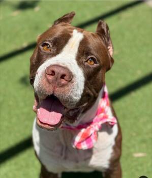 Rescue American Bully Dogs for Adoption in Redondo Beach, California - Enya-ADOPT Me!! | PetCurious