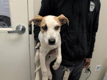 OCHO -  Siberian Husky and Mixed Breed Dog for Adoption in Rowlett, Texas - OCHO | PetCurious