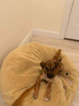 Violet -  Hound and Labrador Retriever Dog for Adoption in Carmel Hamlet, New York - Violet | PetCurious