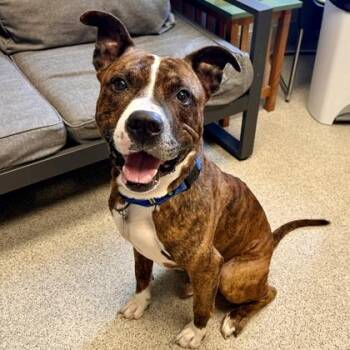 Hubert -  Mixed Breed Dog for Adoption in Lansing, Michigan - Hubert | PetCurious