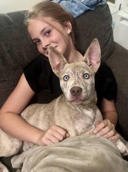 NOVA 2026-212 -  Siberian Husky Dog for Adoption in Winder, Georgia - NOVA 2026-212 | PetCurious