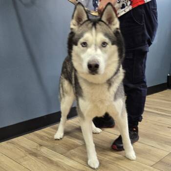 Rescue Siberian Husky Dogs for Adoption in Newark, New Jersey - Zeus | PetCurious