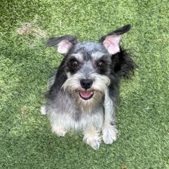 Schatzi -  Miniature Schnauzer and Mixed Breed Dog for Adoption in Naperville, Illinois - Schatzi | PetCurious