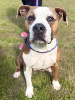 Pit Bull Terrier and Mixed Breed Dogs Available for Adoption in King William, Virginia - Athena | PetCurious