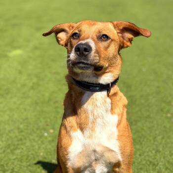 Hound and Mixed Breed Dogs Available for Adoption in Gainesville, Georgia - Davina | PetCurious