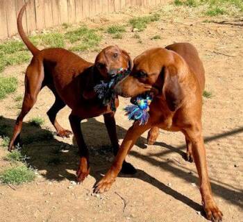 Redbone Coonhound Dogs Available for Adoption - Golden & Haze (TN) | PetCurious