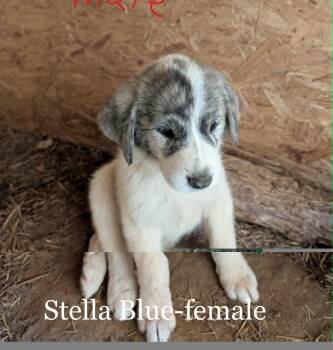 Stella Blue -  Great Pyrenees Dog Available for Adoption in Milton, Georgia - Stella Blue | PetCurious