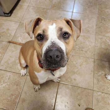 Rescue Mixed Breed Dogs for Adoption in Perryville, Arkansas - Prancer | PetCurious