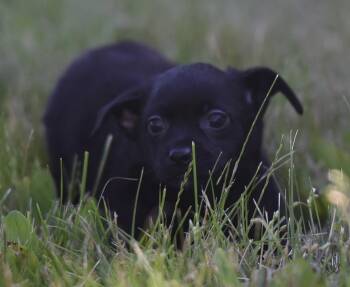 Tatiana -  Chihuahua Dog for Adoption in Mechanicsburg, Pennsylvania - Tatiana | PetCurious