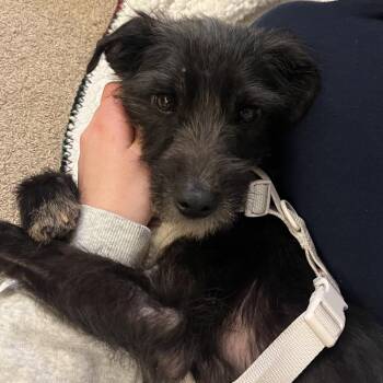 Mixed Breed Dogs Available for Adoption - Lola | PetCurious