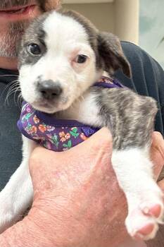 Boston Terrier Dogs Available for Adoption in Fort Pierce, Florida - Francie | PetCurious